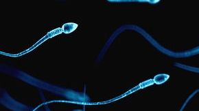 $800 dólares por un frasco de esperma