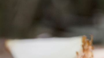 shutterstock_753583324