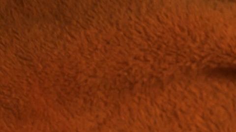 shutterstock_789017506