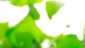 shutterstock_81290380