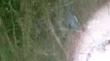 Sicarios de El Mencho y El Marro se queman vivos entre ellos joven se suma a la lista