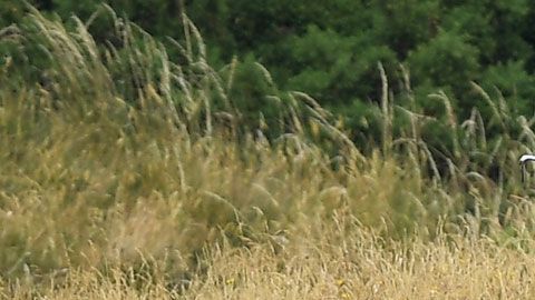 Los gastos que se han hecho equivalen a 255 veces el salario presidencial.