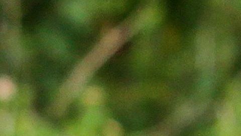 Valeria Sofía Rodríguez, la ganadora de "Exatlón 2" en Telemundo