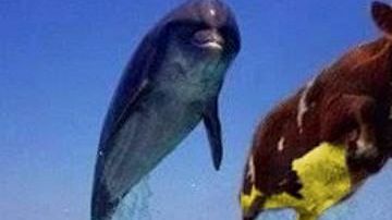 Ser burlan del legislador mexicano en las redes sociales.