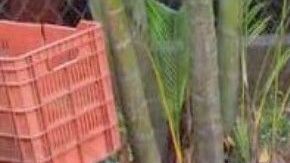 VIDEO: Momento en que Cártel del Siglo masacra sin piedad a 5 en Veracruz