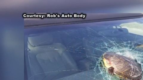 Una tortuga impacta en su auto.
