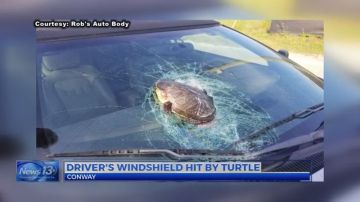 Una tortuga impacta en su auto.