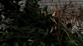 Desamparados duermen en carpas en el área de Skid Row.