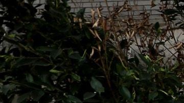 Desamparados duermen en carpas en el área de Skid Row.