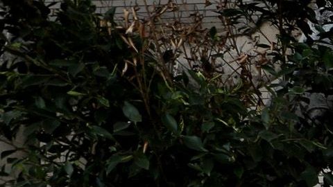 Desamparados duermen en carpas en el área de Skid Row.