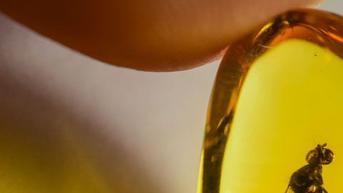 Los fósiles estaban perfectamente preservados.