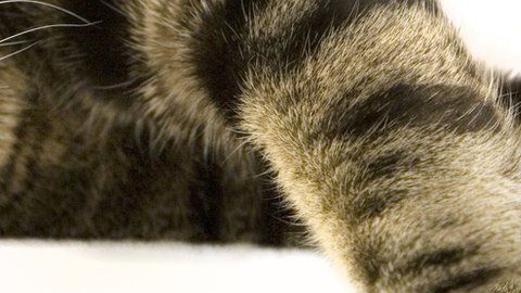 Nueva York prohibió la amputación de las garras de los gatos.