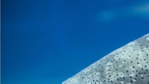 Los meros Goliat hacen gran ruido cuando algo se les acerca.