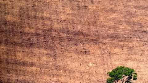 El estudio detalla qué plantas se han extinguido.