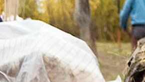 La cabeza es mucho más grande que la de un lobo actual.