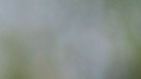 Un pequeño músculo en torno a los ojos de los perros evolucionó.