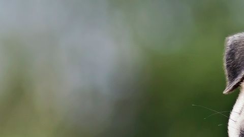 Un pequeño músculo en torno a los ojos de los perros evolucionó.