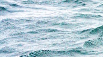 107491539_ballenapacifico11