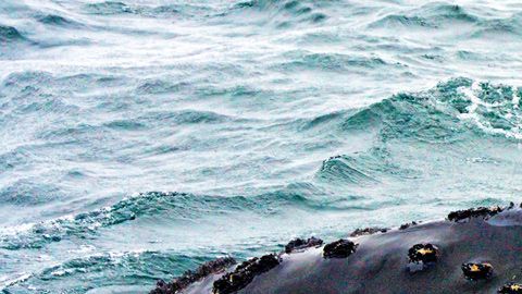 107491539_ballenapacifico11