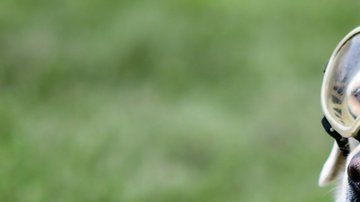 Frida participó en más de 53 misiones de rescate.