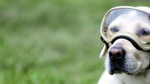 Frida participó en más de 53 misiones de rescate.