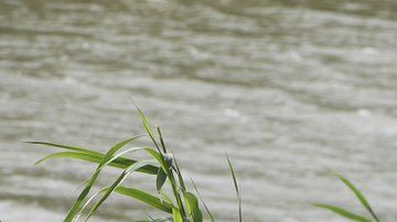 Los cuerpos fueron hallados en la orilla del río Bravo.