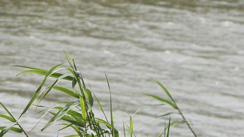 Los cuerpos fueron hallados en la orilla del río Bravo.