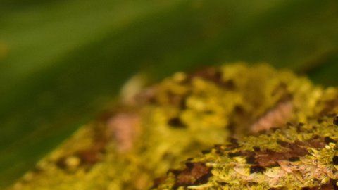 La víbora de pestañas es muy venenosa.