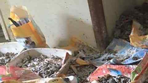 Encuentran 200 gatos muertos, basura y 100 gatos vivos en una casa de Iowa.