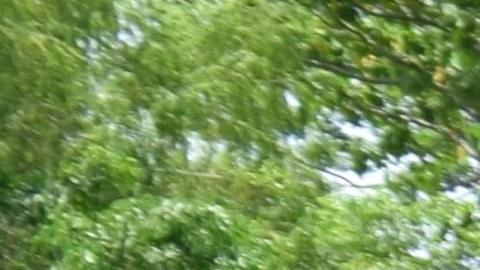 Miigrantes centroamericanos en la frontera con Chiapas (México)