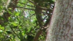 México negó que la Guardia Nacional esté destinada para trabajos de migración.