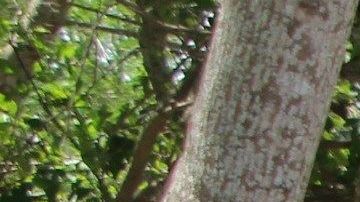 México negó que la Guardia Nacional esté destinada para trabajos de migración.