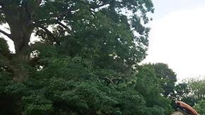 Su salud se venia deteriorando los últimos 100 años