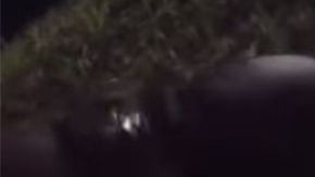 India estaba en una bolsa plástica.