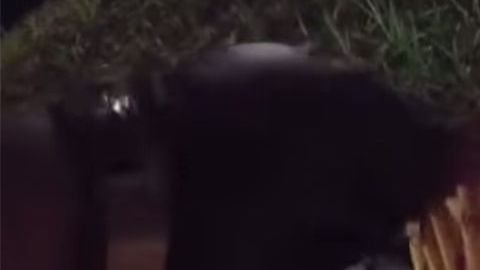 India estaba en una bolsa plástica.