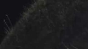 La niña fue abandonada en una bolsa de plástico en Georgia.