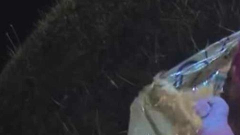 La niña fue abandonada en una bolsa de plástico en Georgia.