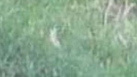 Cártel Jalisco Nueva Generación y Los Viagras se dejan brutal regalo