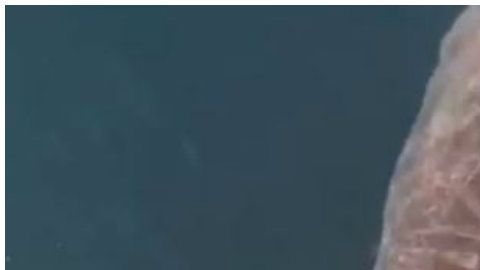 El tiburón con la cola cortada intenta seguir nadando.