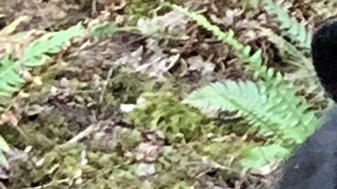 Oso sacrificado en Oregon.