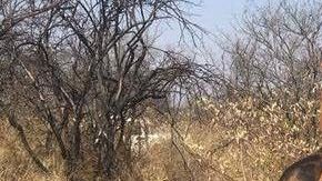 Thomson considera que los animales "están ahí para nosotros, los cosechamos y los comemos".