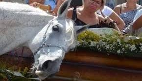 Los caballos son capaces de sentir las emociones de sus dueños.