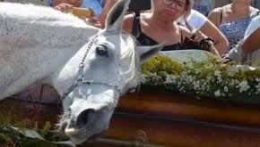 Los caballos son capaces de sentir las emociones de sus dueños.