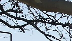 NYPD se encargaba de la seguridad escolar desde 1998