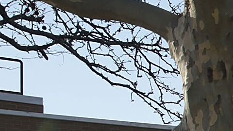 NYPD se encargaba de la seguridad escolar desde 1998