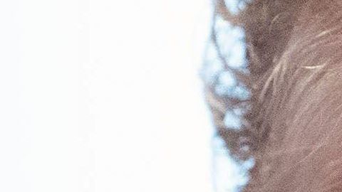 El presidente Trump calificó las afirmaciones de falsas.