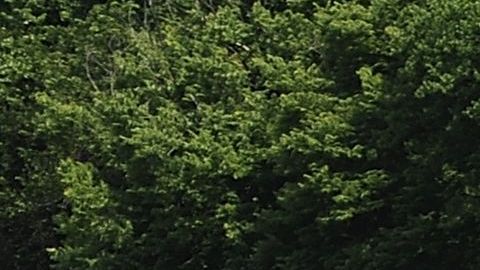 Inundaciones del río Mississippi el 7 de junio de 2019 en Grafton, Illinois.