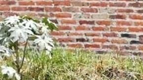 Las bolsas fueron abandonadas en las calles de Tlaquepaque, Jalisco.