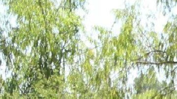 Hallan al menos 20 narcofosas en Mexico en menos de una semana