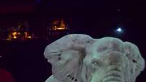 Animales proyectados como un holograma, para evitar que sean maltratados.